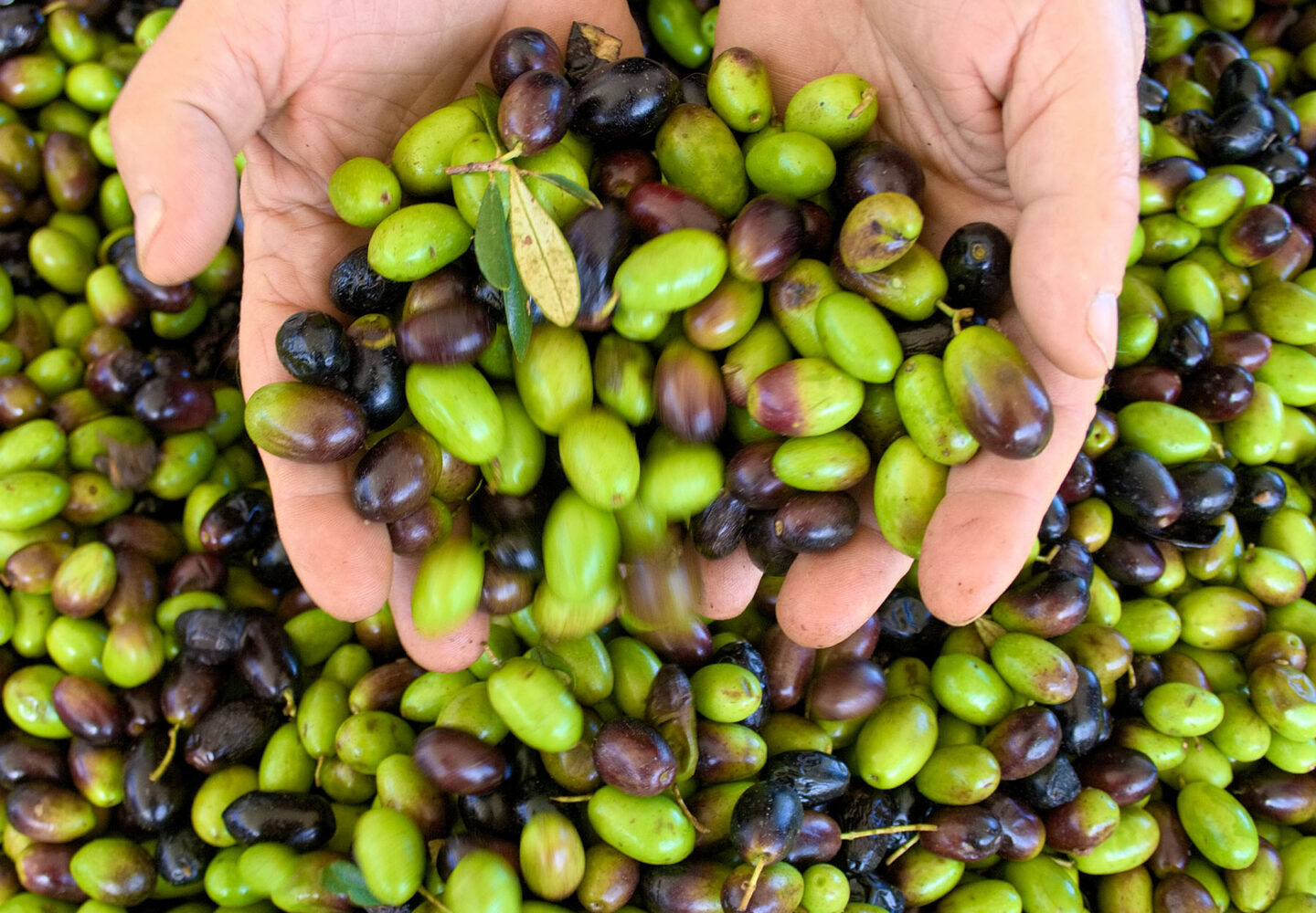 Lavorazione dell olio - produzione olio extravergine di oliva Astrum Evo - Oil processing method