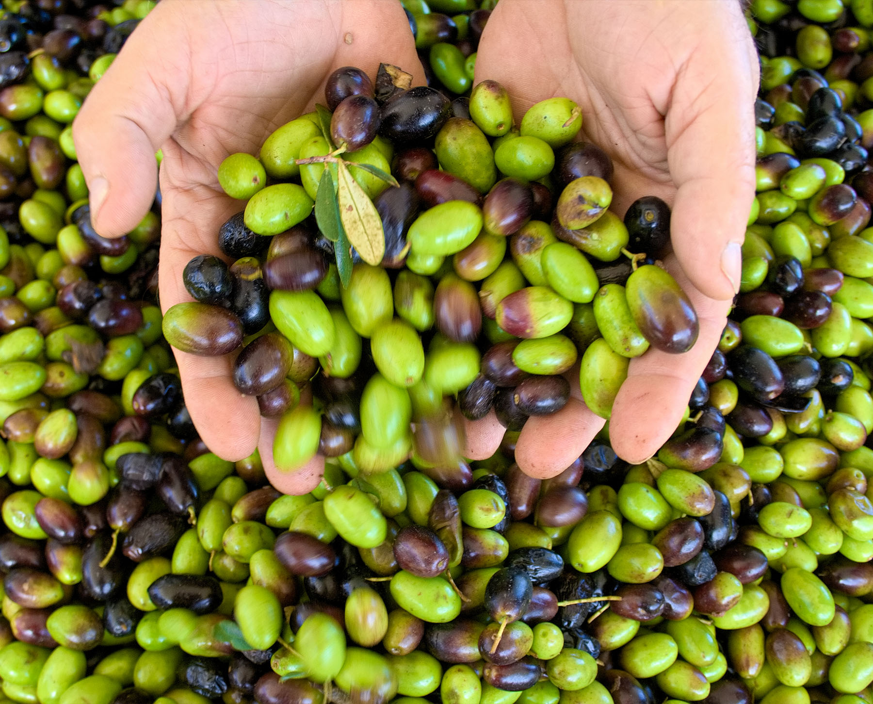 Lavorazione dell olio - produzione olio extravergine di oliva Astrum Evo - Oil processing method