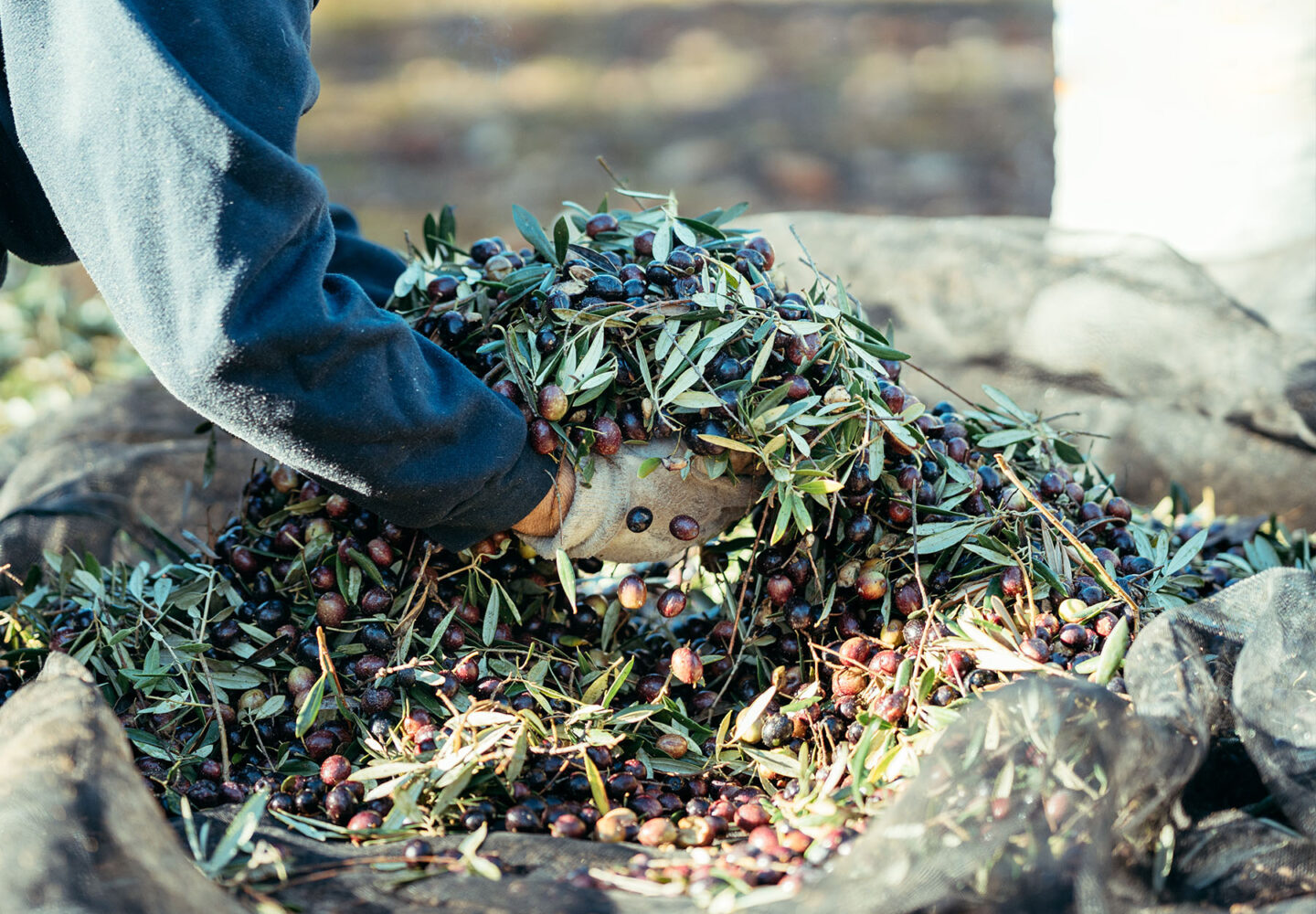 Raccolta olive periodo - Astrum Evo - Olive harvest period
